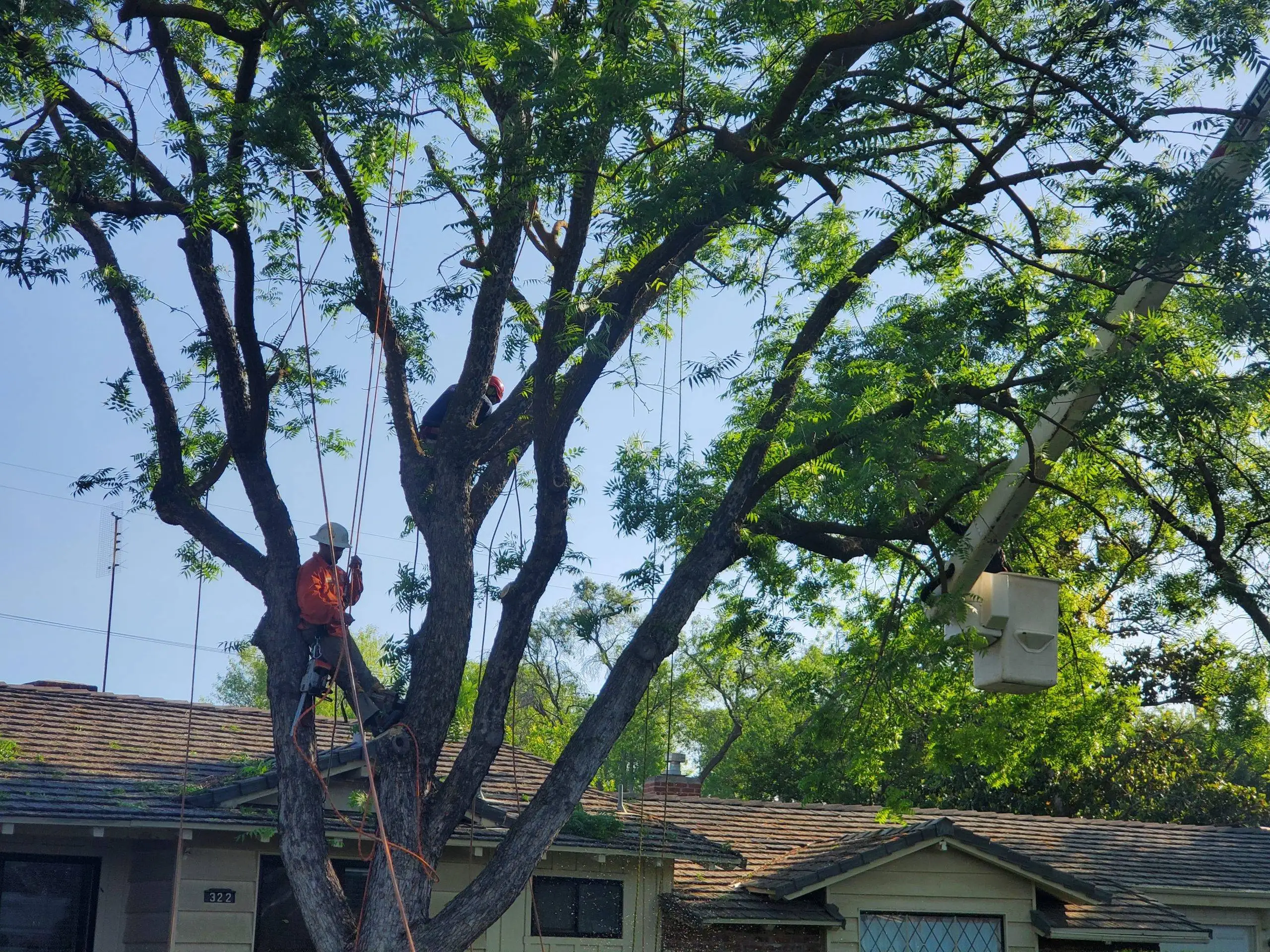 Removing Diseased Tree