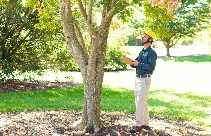 Regular Tree Inspections
