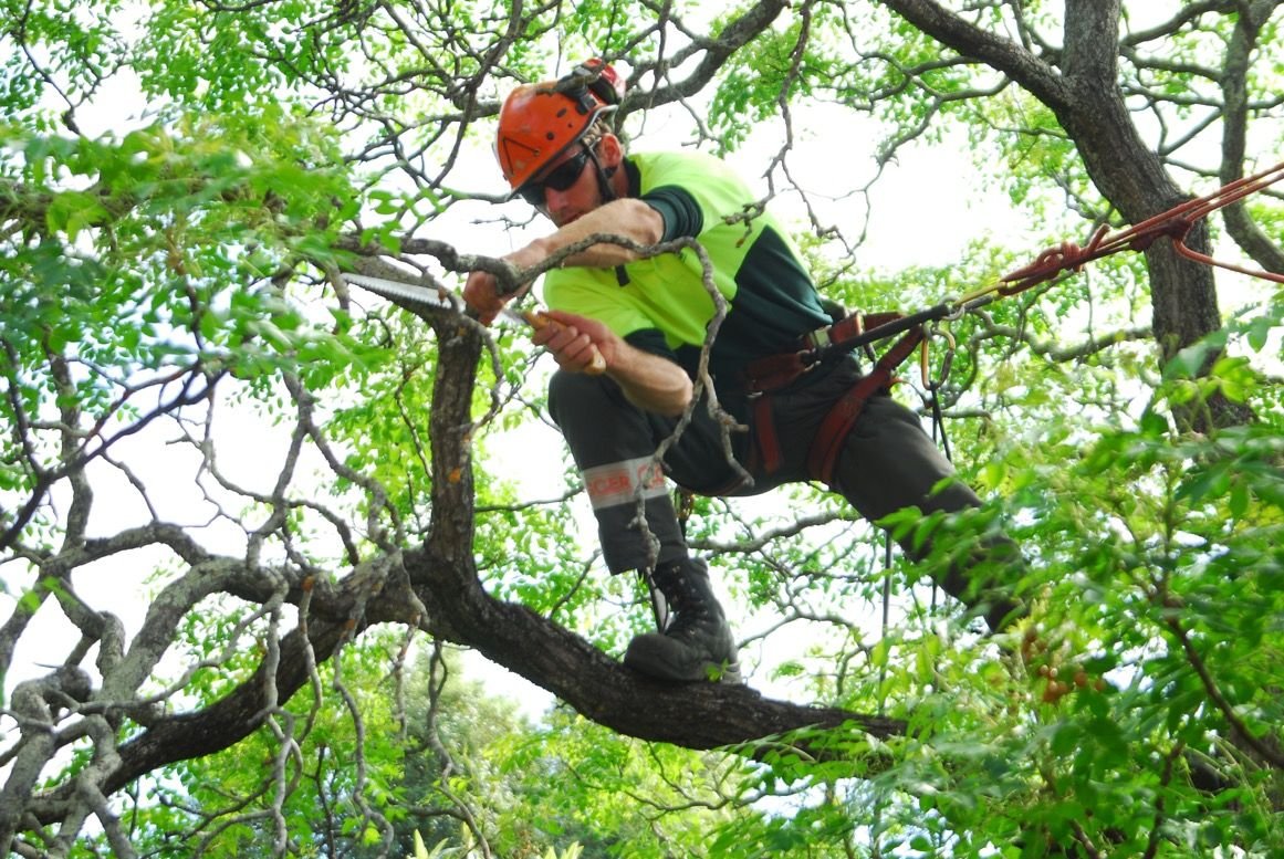 Professional Tree Care