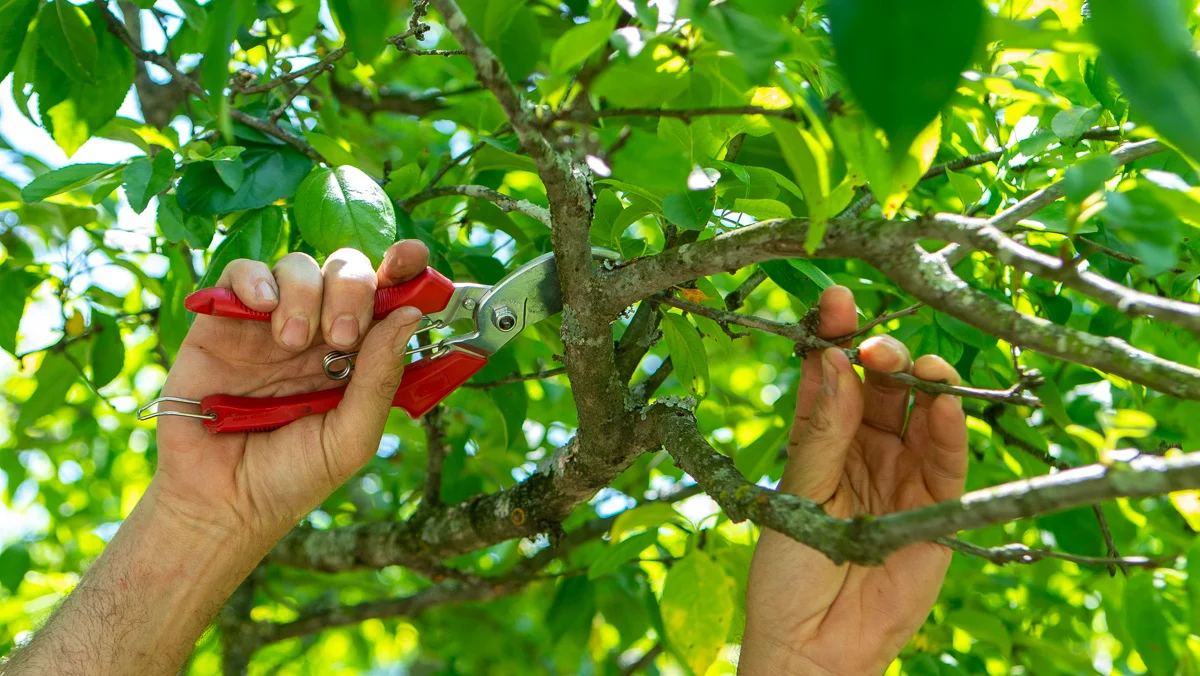 Removing Diseased Tree