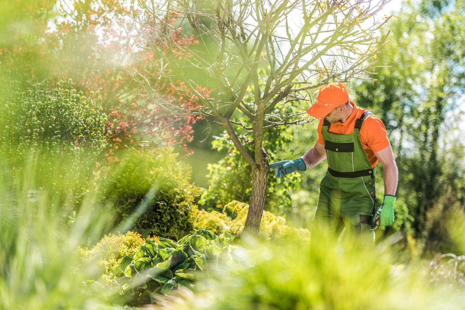 Preventive Tree Care