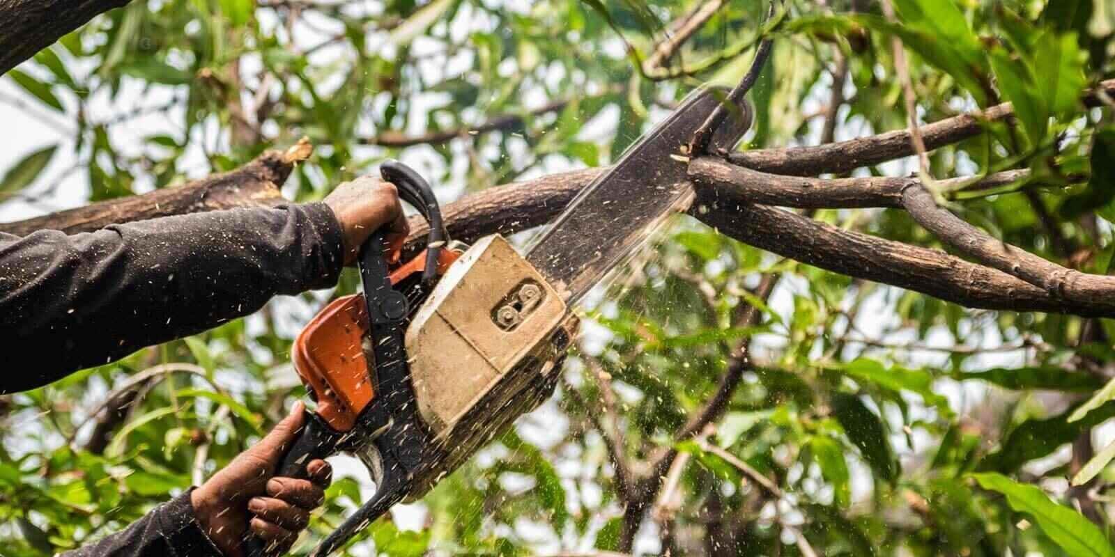Tree Trimming Service