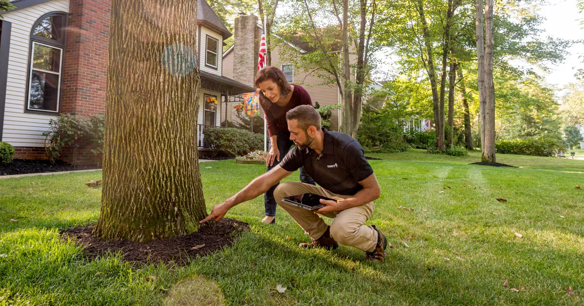 Regular Tree Inspections