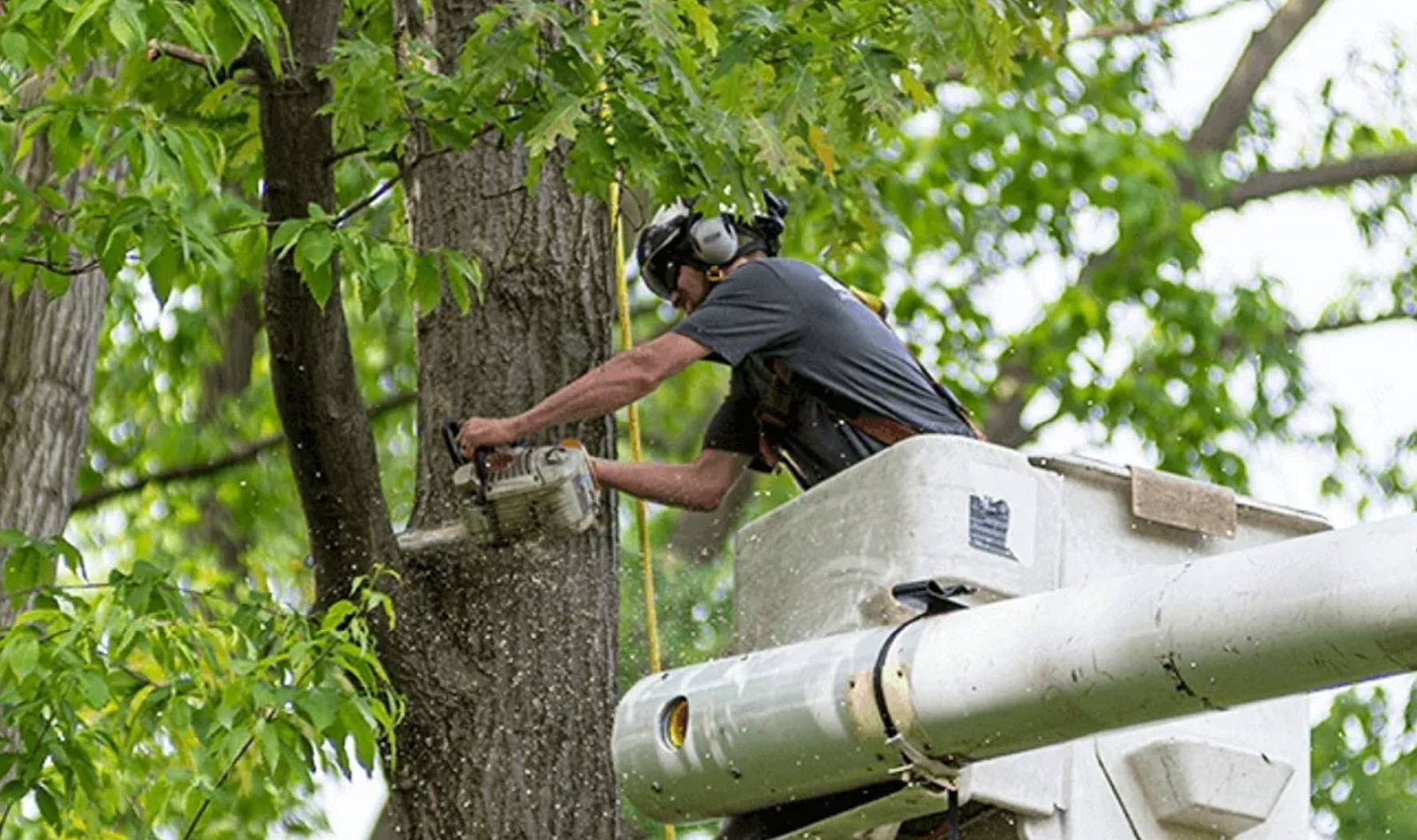 Professional Tree Care