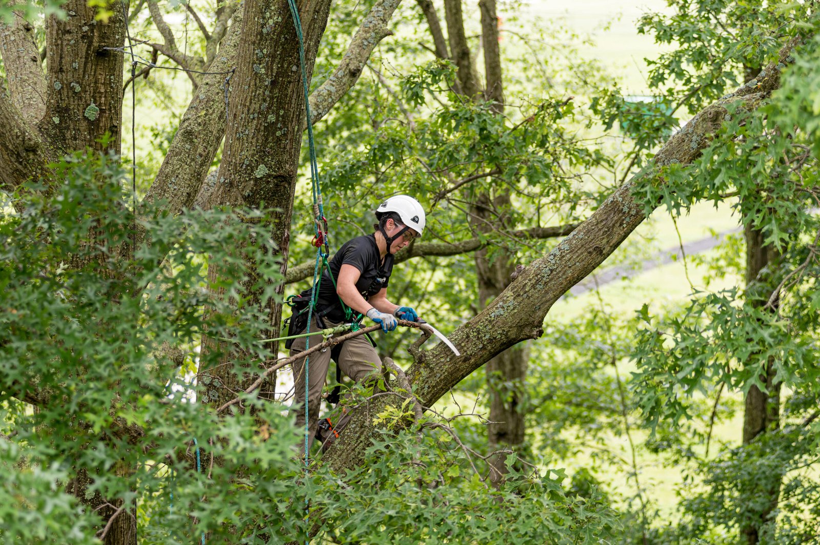 Tree Trimming Service