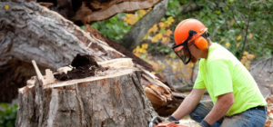 tree service.png1